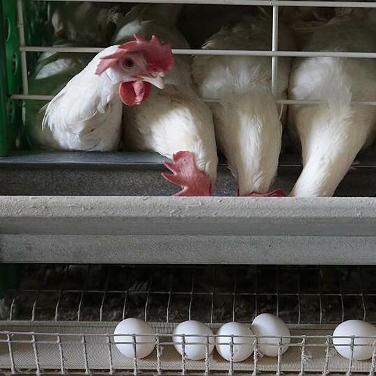 Работникам птицефабрики запретили «ссобойки» под угрозой увольнения